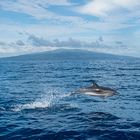 Delfin vor Faial