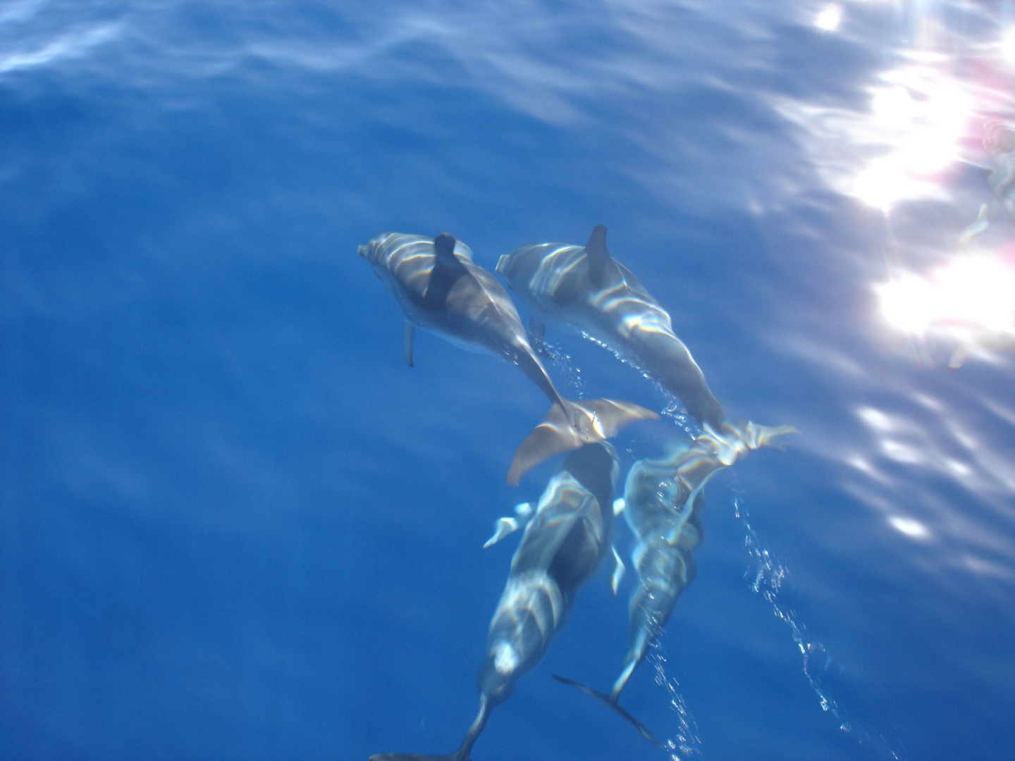 Delfin vor Gomera