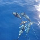 Delfin vor Gomera