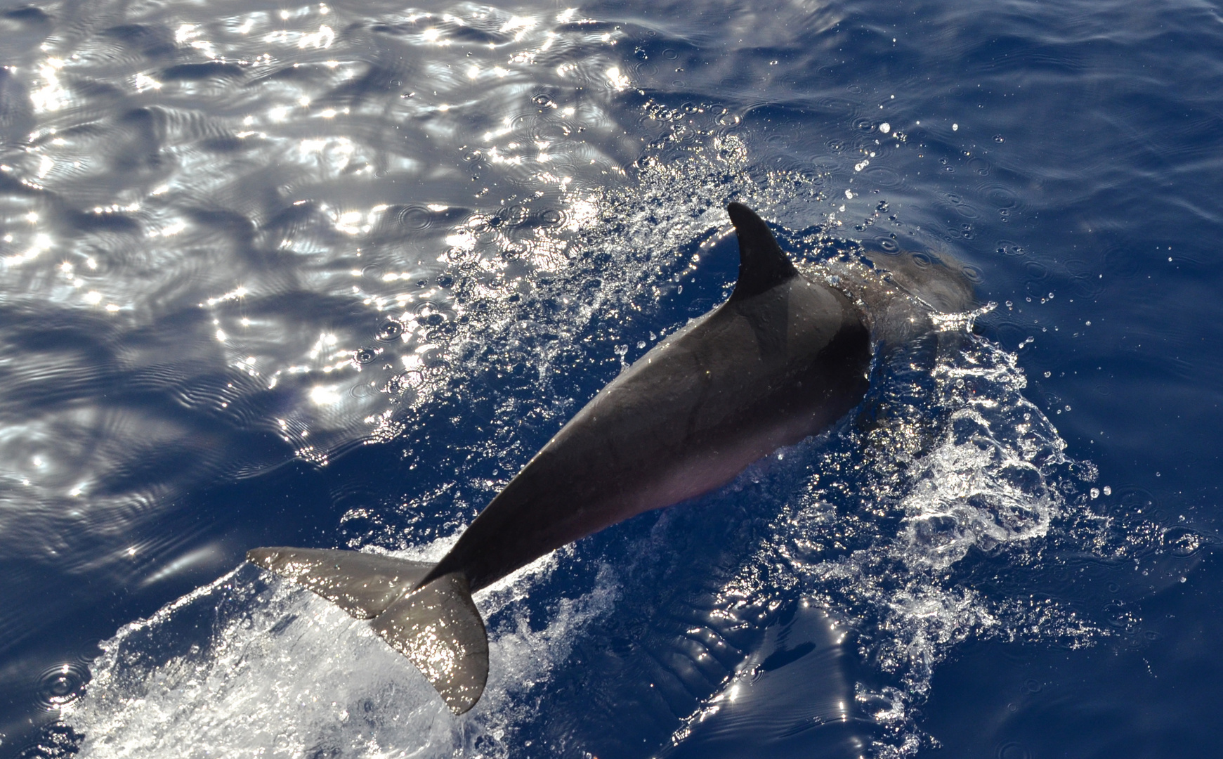 Delfin vor La Gomera