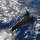 Delfin vor La Gomera