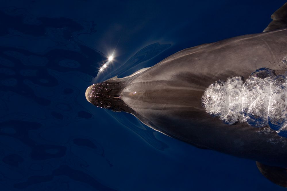 Delfin vor Madeira von Hans Weihofen 