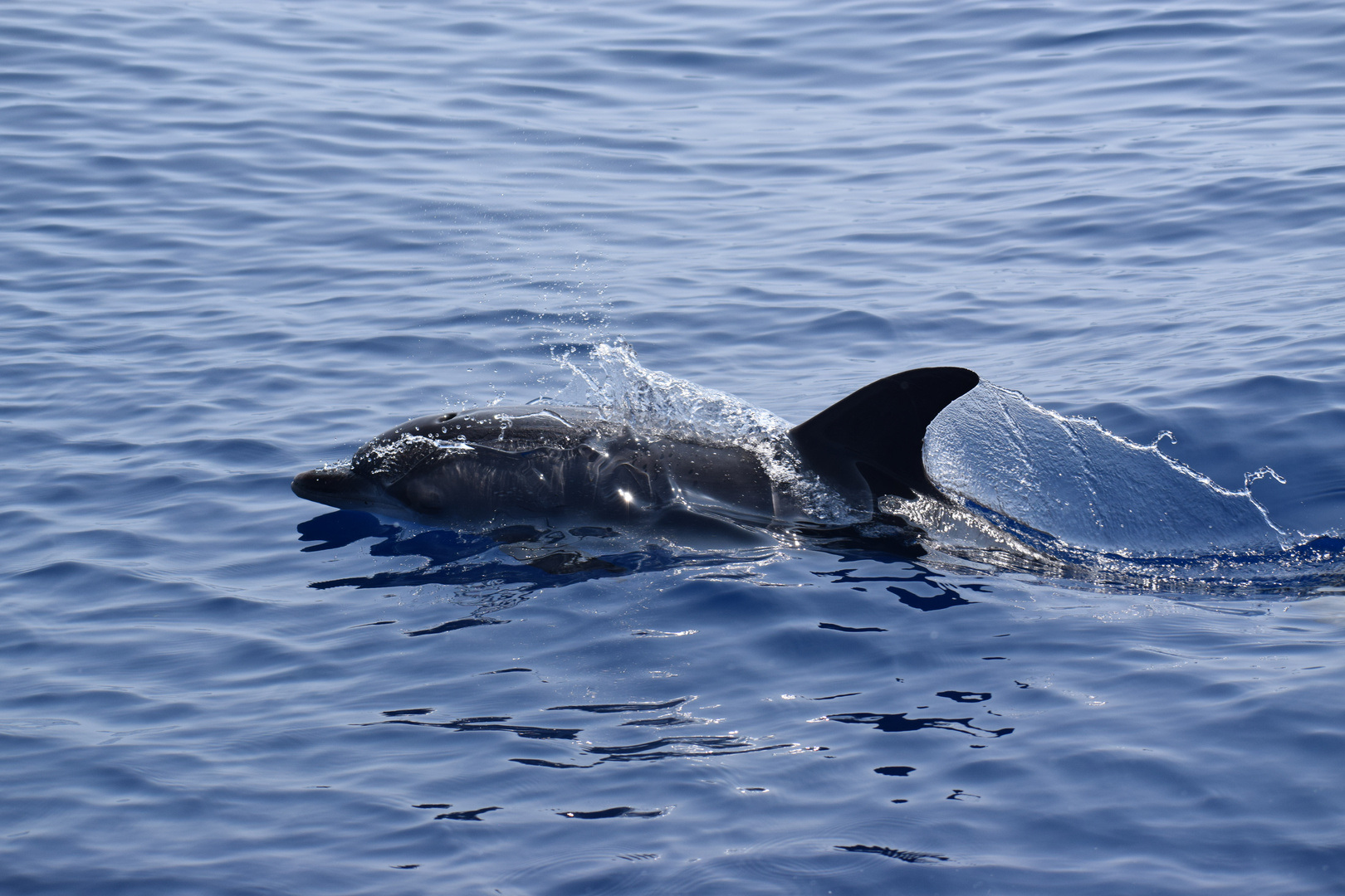 Delfin vor Madeira