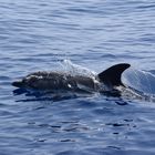 Delfin vor Madeira