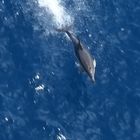 Delfin vor Neuseeland