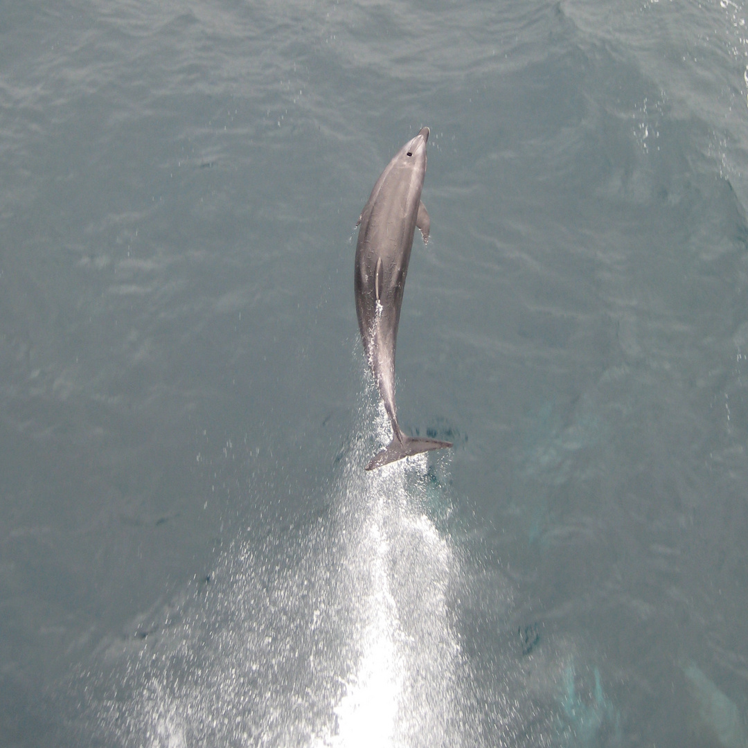Delfin vor Peru