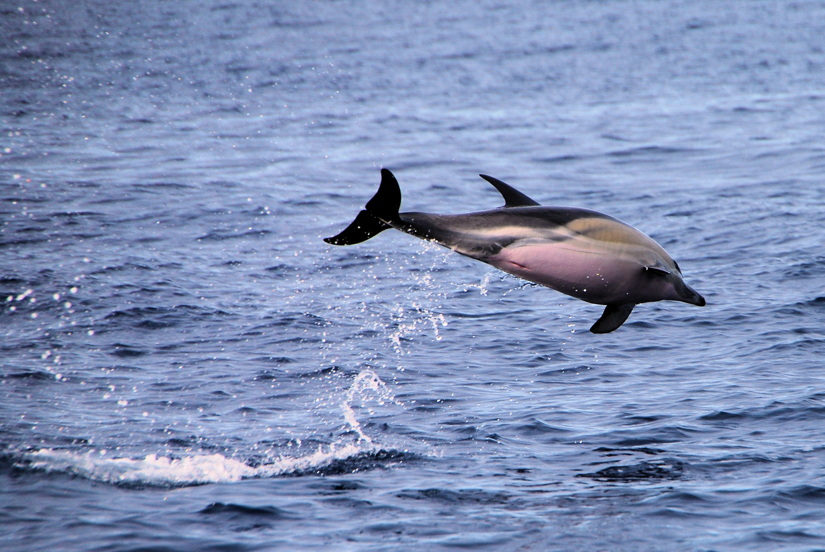 Delfin vor Sao Miguel(Azoren)