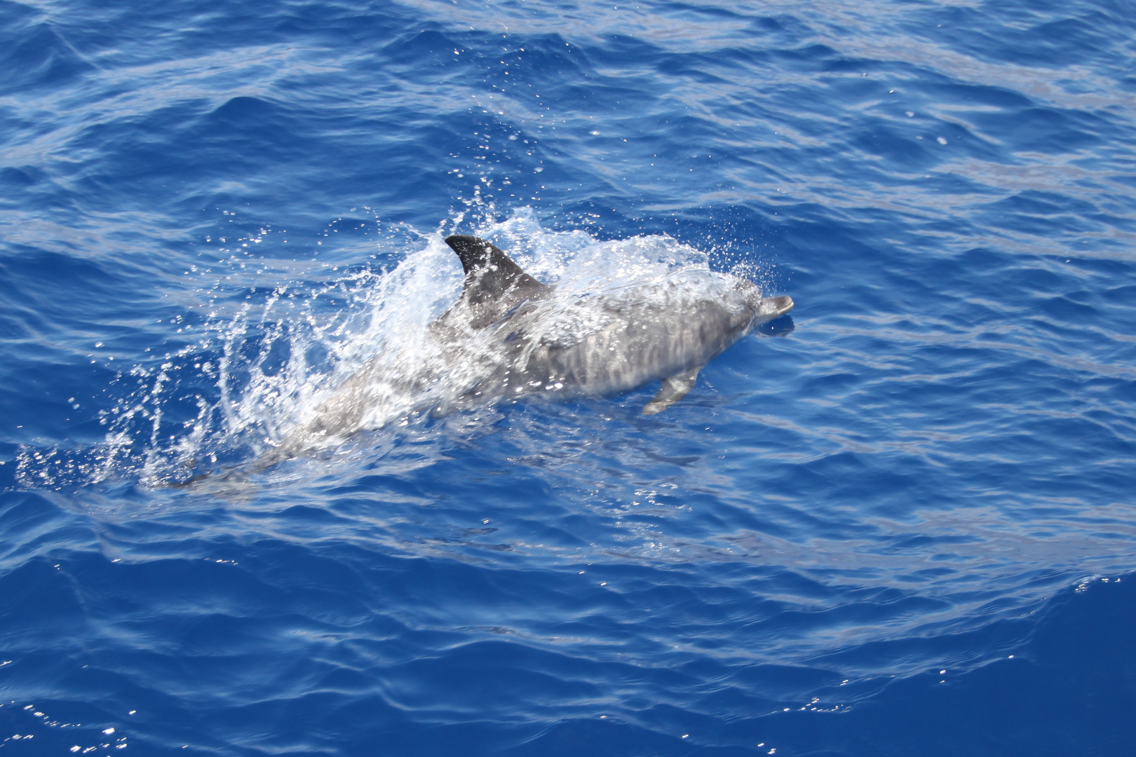 Delfin vor Teneriffa