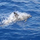 Delfin vor Teneriffa