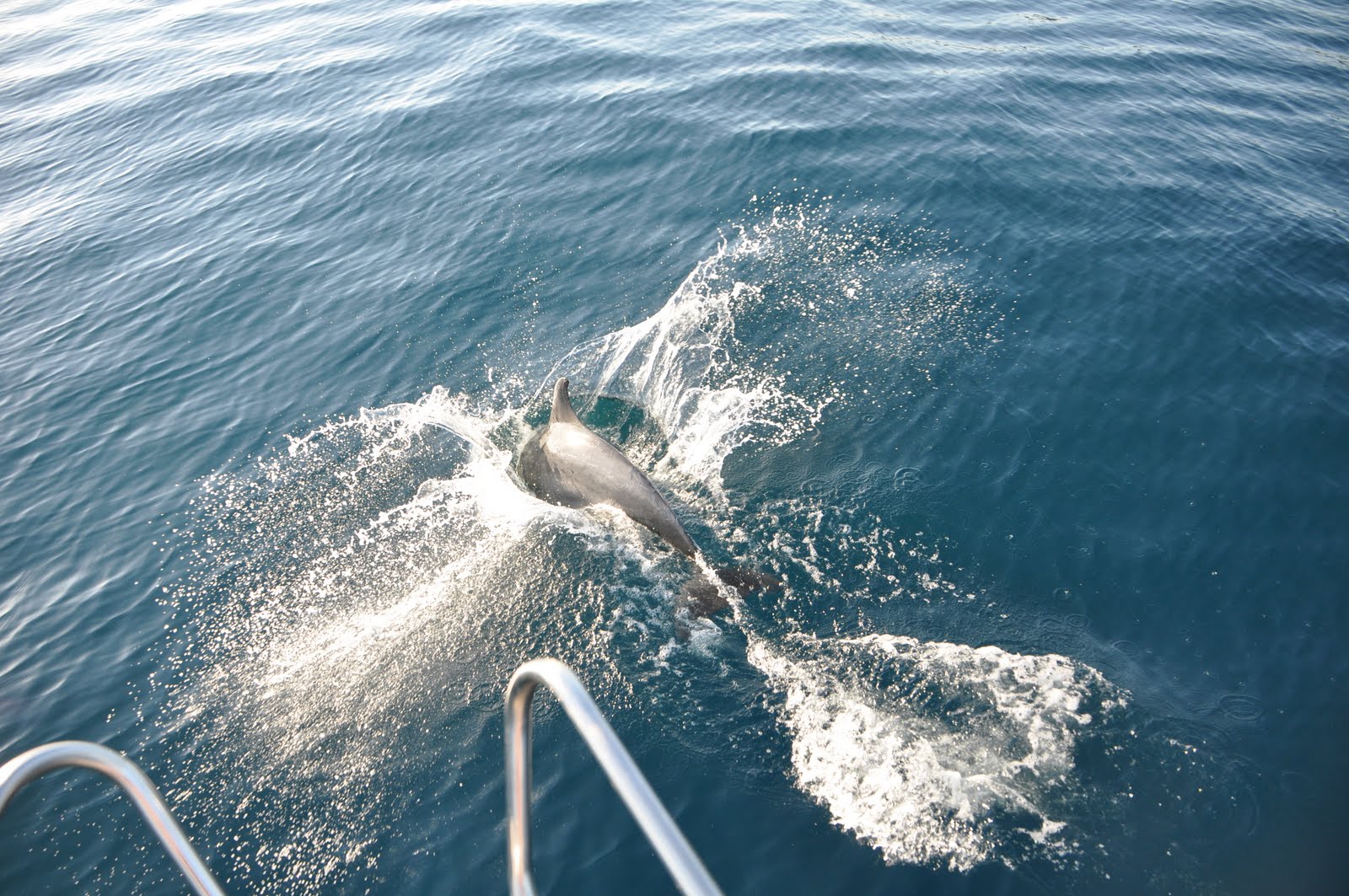 Delfin vor unserem Boot