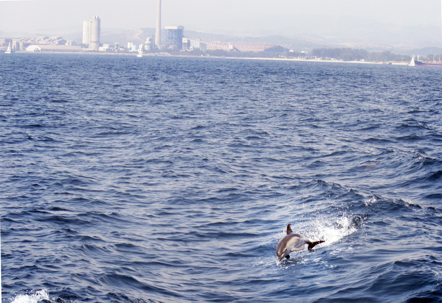 Delfin- Watching in Andalusien