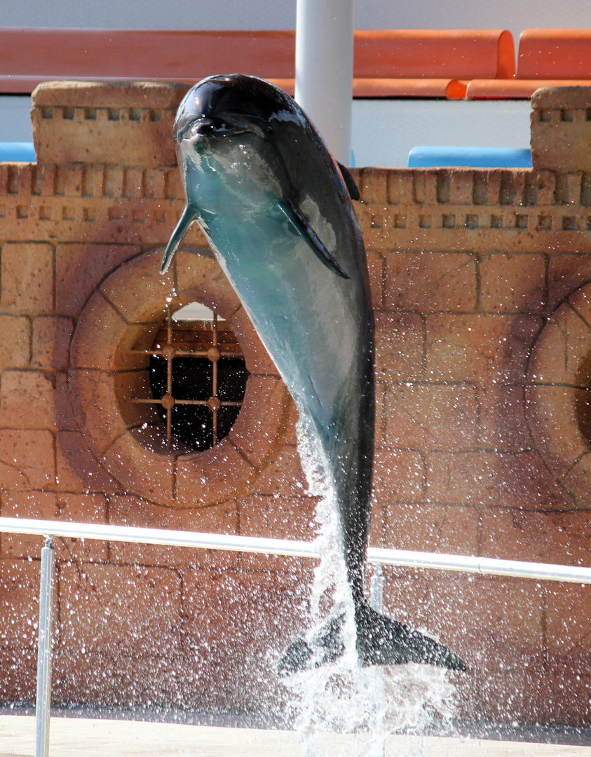 Delfinarium 1