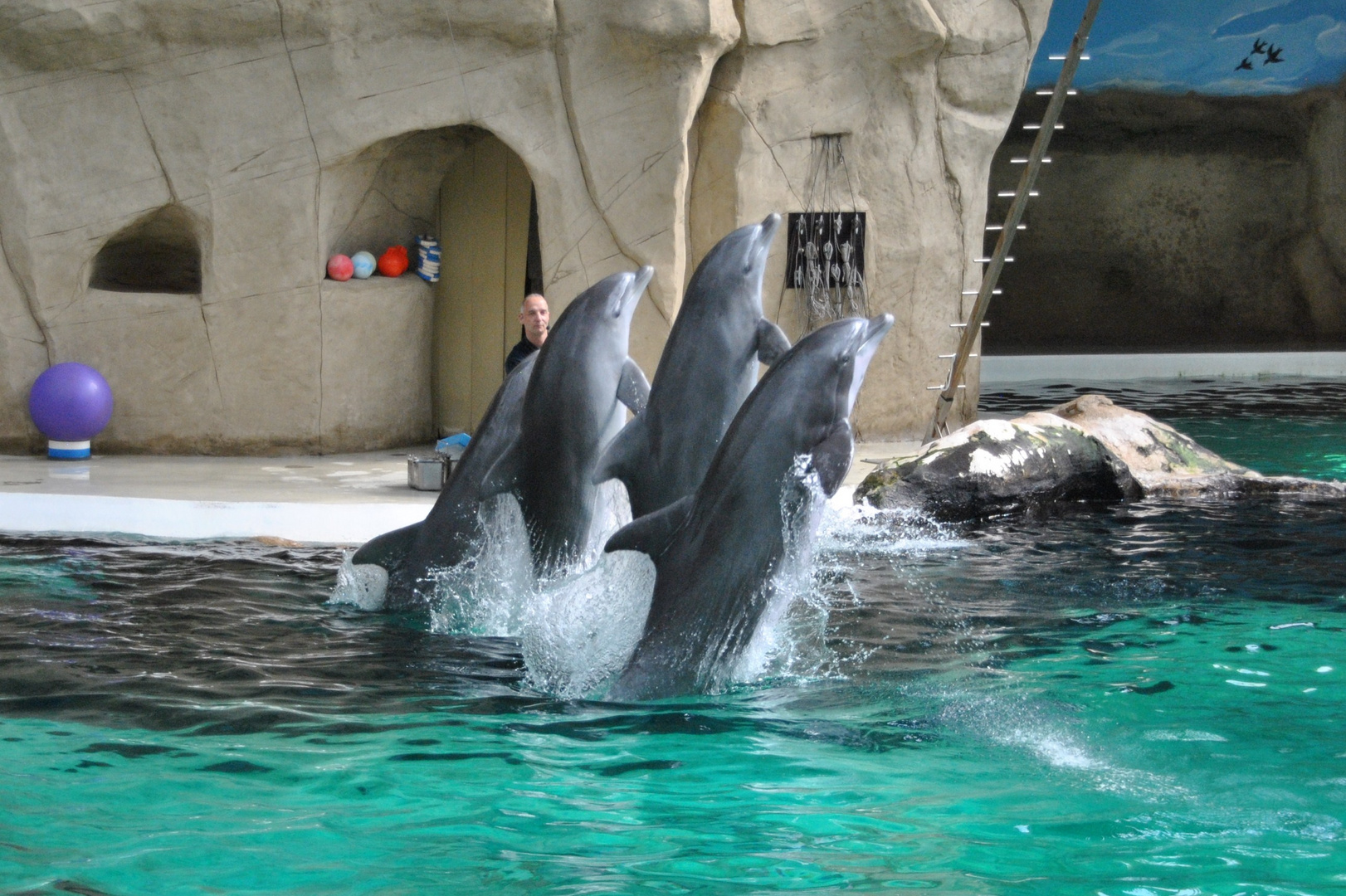 Delfinarium Duisburger Zoo 2