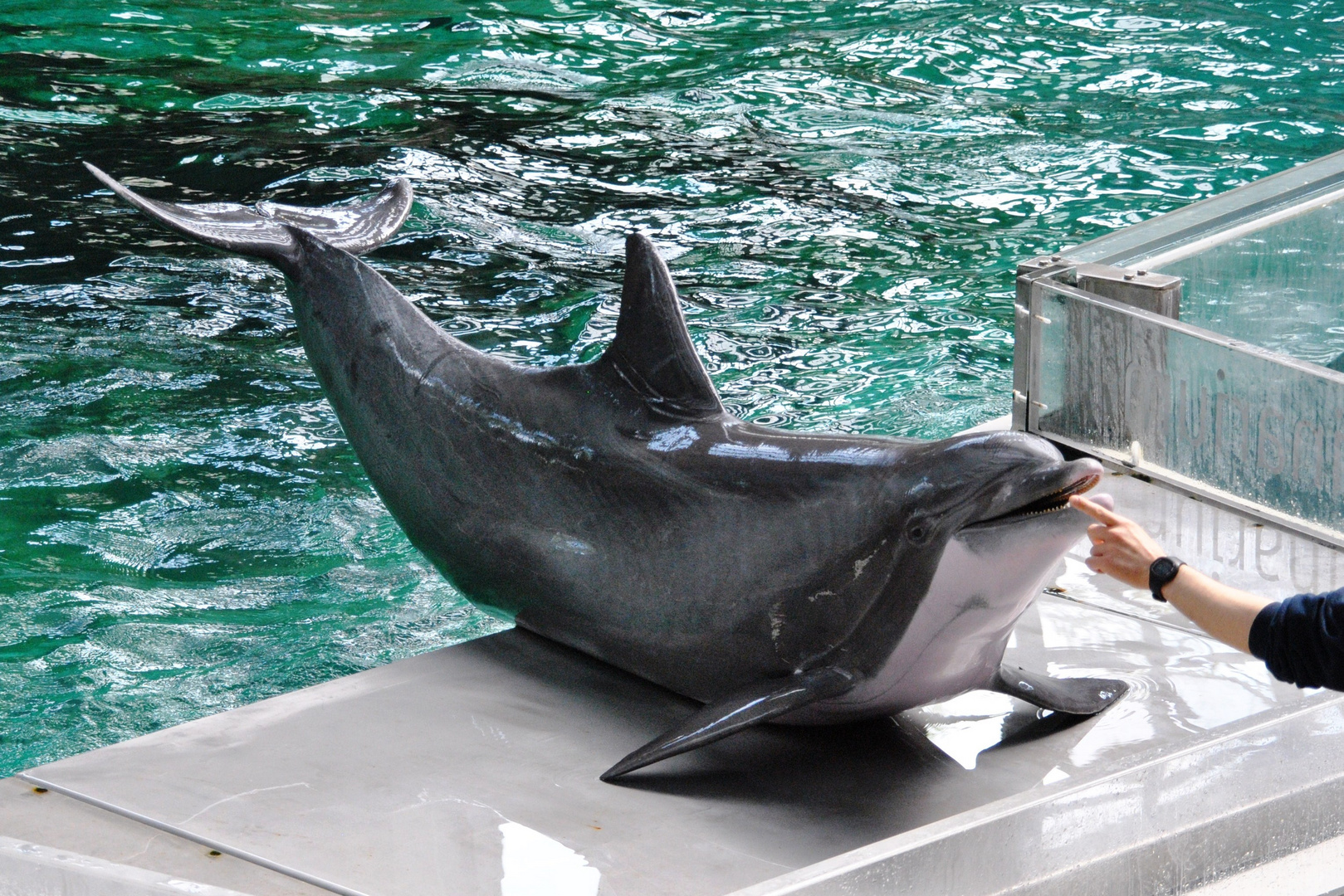 Delfinarium Duisburger Zoo 3