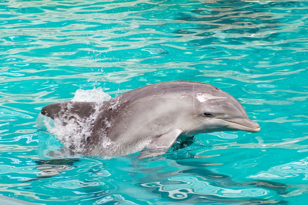 Delfinarium Zoo Duisburg