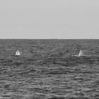 Delfinbegleitung #2 vor der spanischen Westküste (2011/SAS)