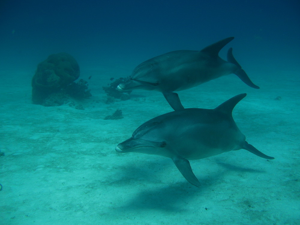 Delfine / Dolphins in Ägypten