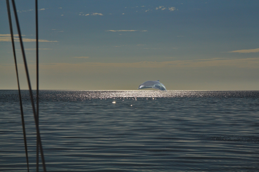 Delfine erobern die Ostsee