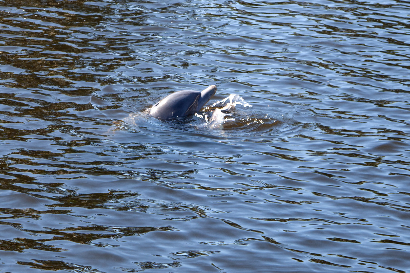 Delfine im Canal von Cape Coral Florida