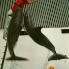 Delfine im Duisburger Zoo 1990