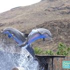 Delfine im Gefängnis im Palmitospark