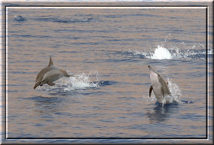 Delfine im Golf von Aqaba