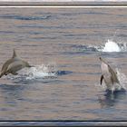 Delfine im Golf von Aqaba