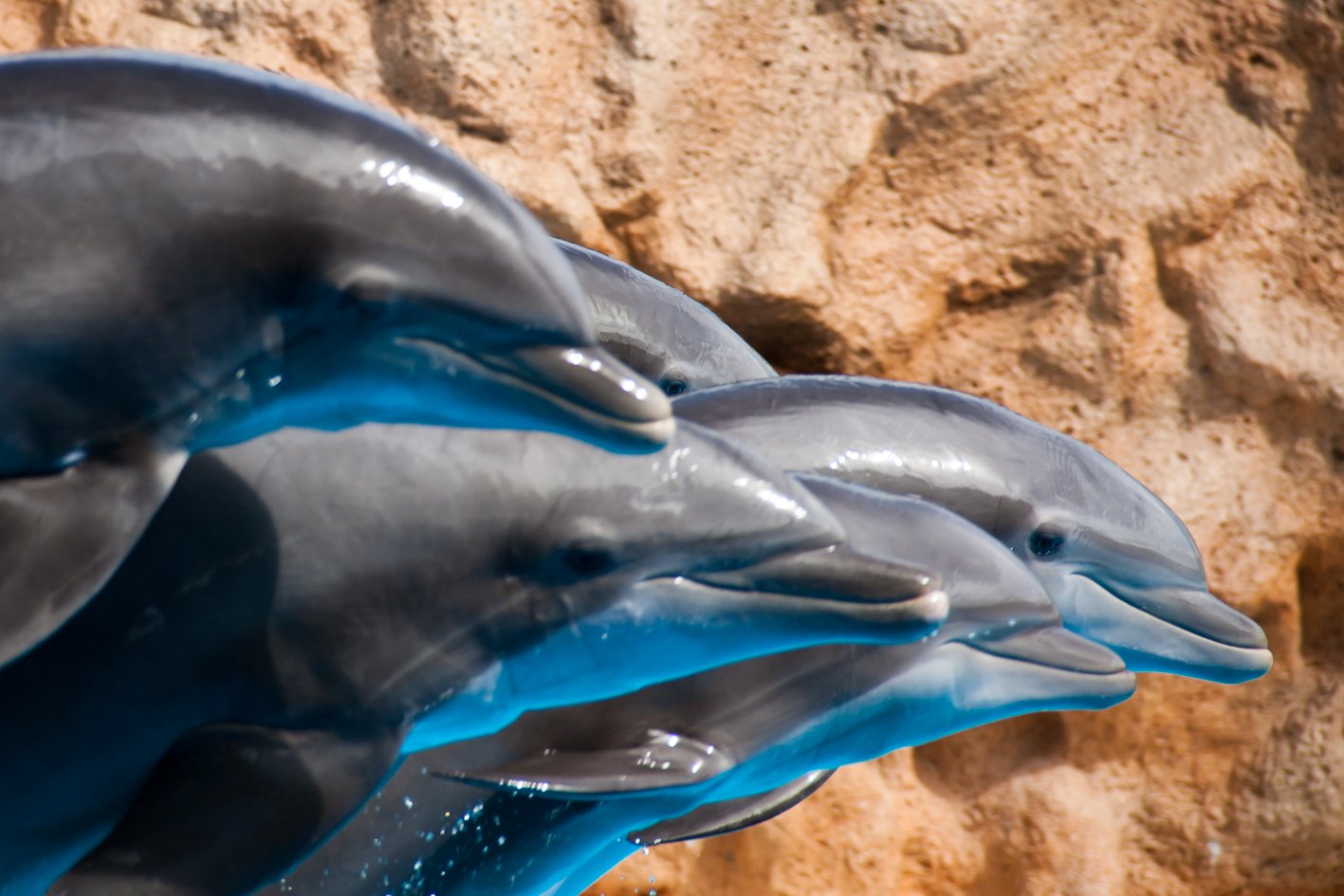 Delfine im Loro Parque