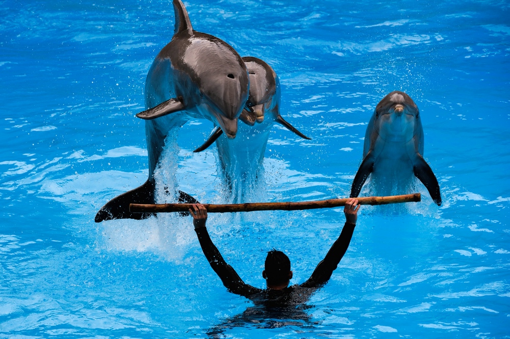 Delfine Im Loro Parque