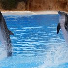 Delfine im Loro Parque Teneriffa