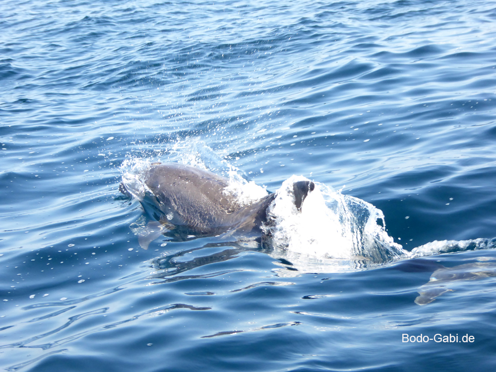 Delfine im Oman I