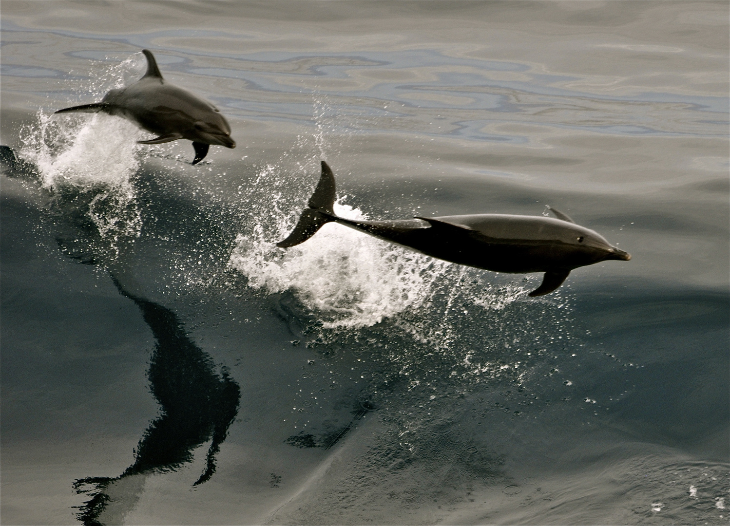 Delfine im Pazifik vor der Küste von Los Angeles