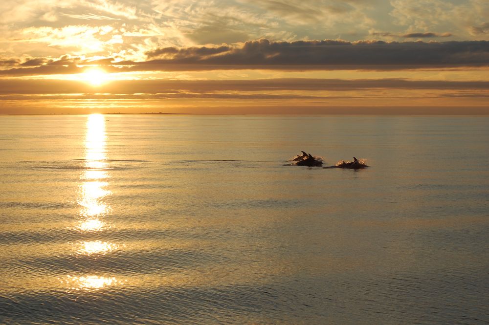 Delfine Im Sonnenuntergang Foto Bild Tiere Wildlife Husavik Bilder Auf Fotocommunity