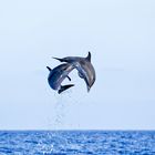 Delfine im Sprung