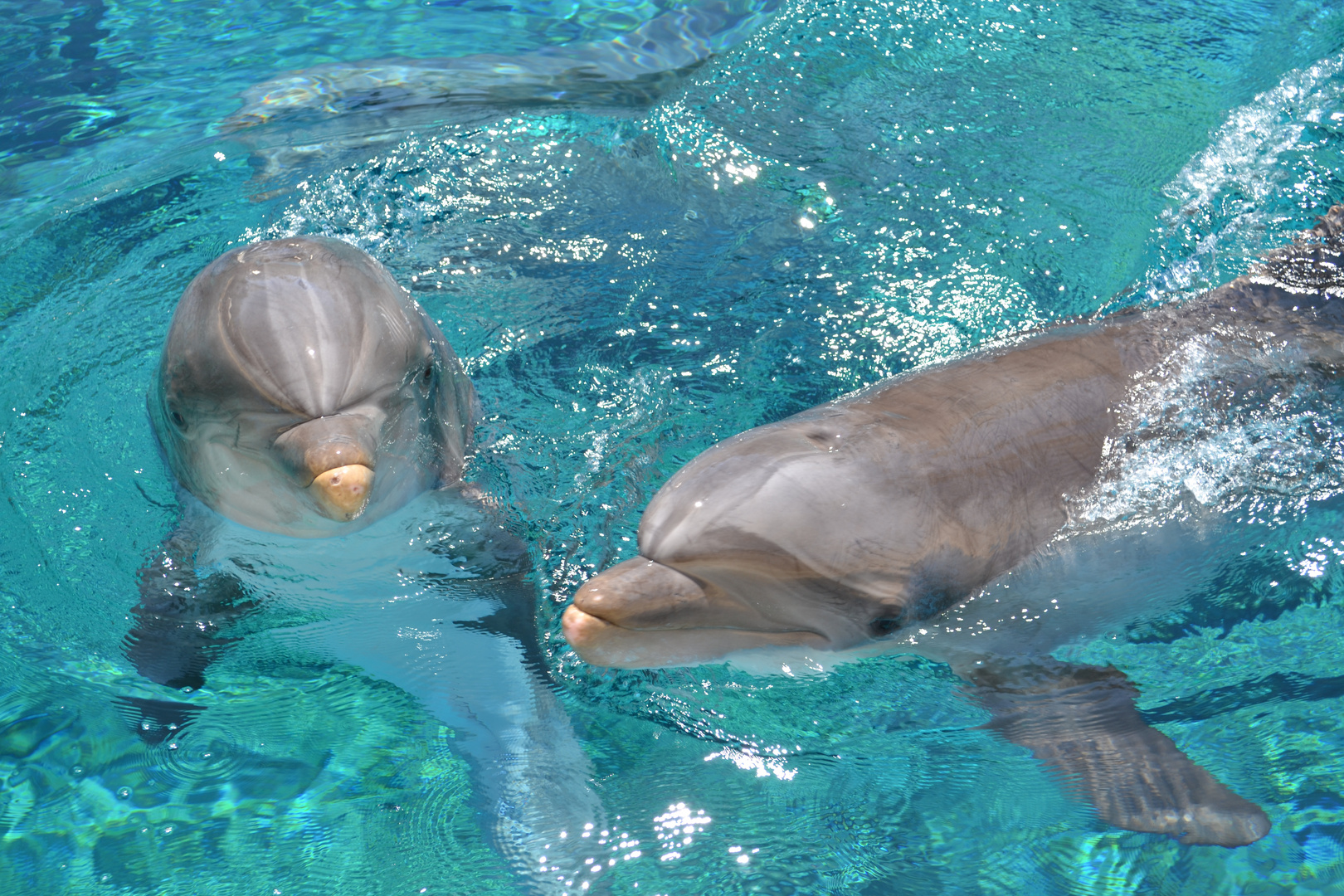 Delfine im ,,The Mirage‘‘ Las Vegas Foto & Bild tiere, zoo, wildpark