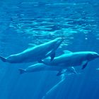 Delfine in Aktion 