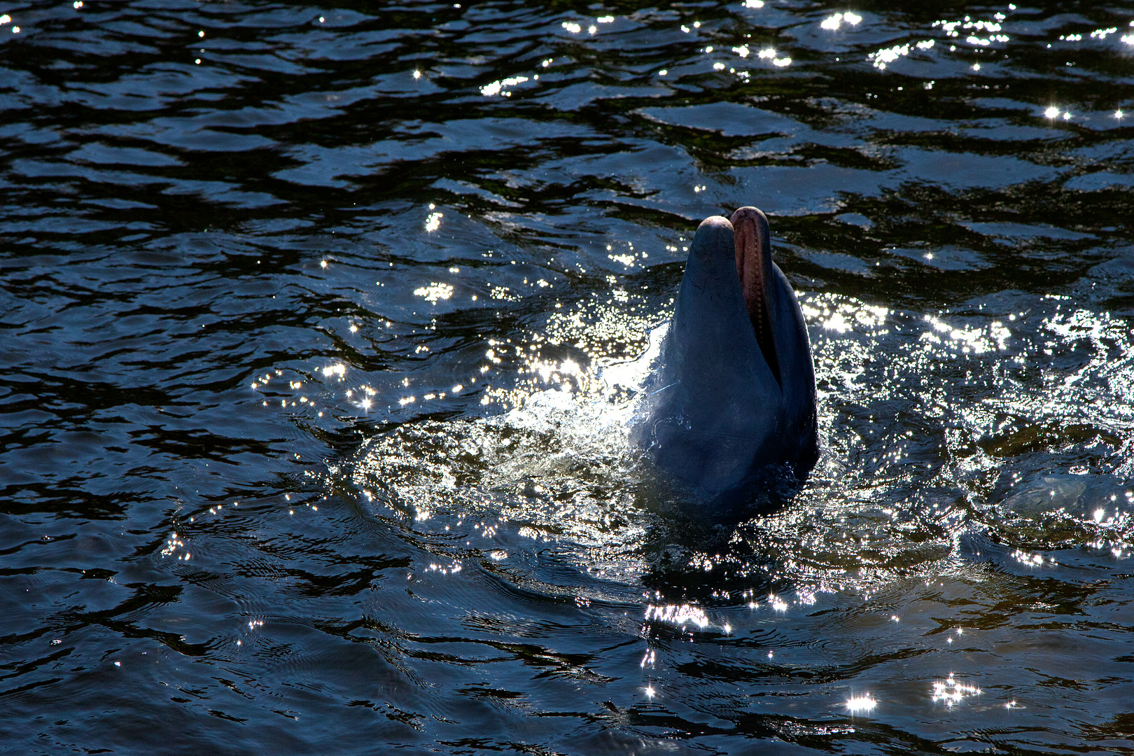 Delfine in Cape Coral