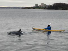 Delfine in der Ostsee mit Kajak