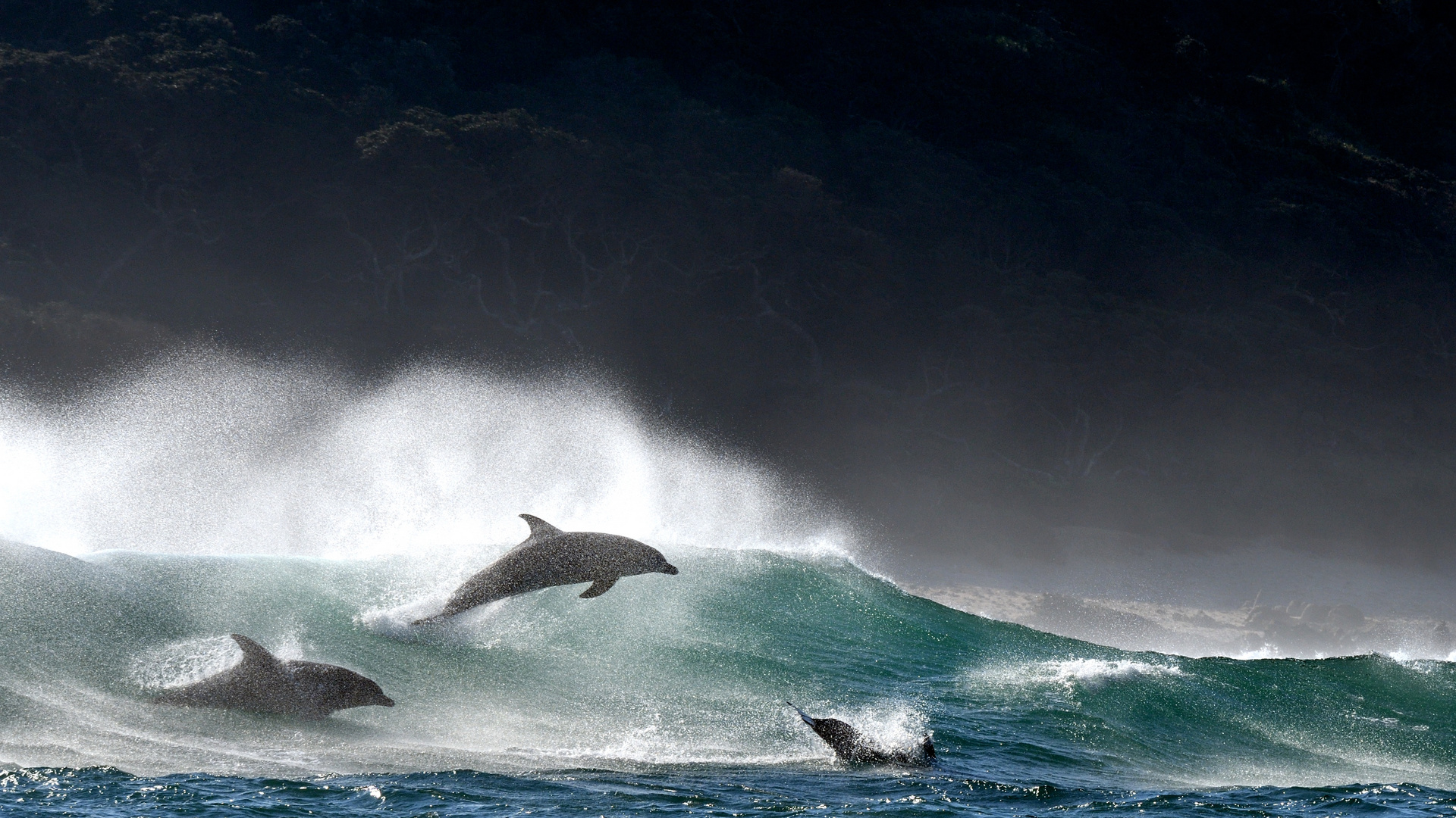 Delfine in der Welle