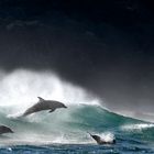 Delfine in der Welle