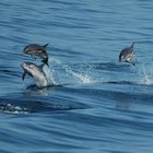 Delfine in Griechenland