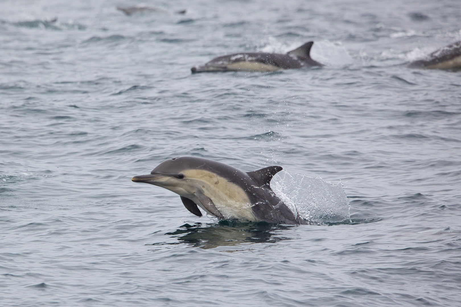 Delfine in Monterey