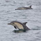 Delfine in Monterey
