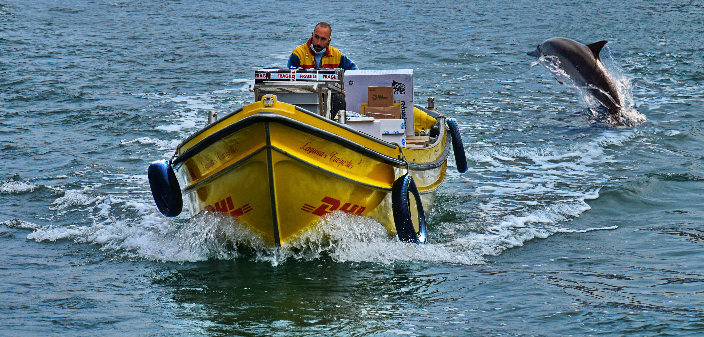 Delfine in Venedig