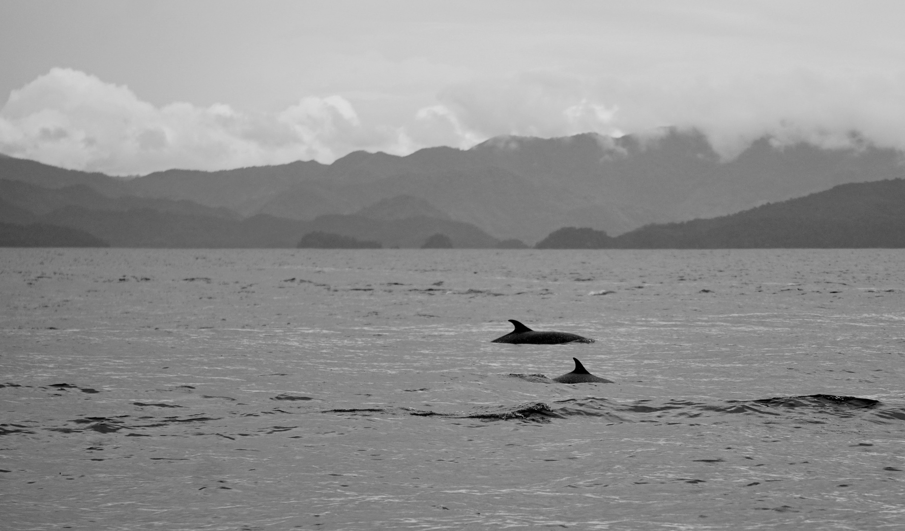 Delfine, Panama Coiba NP