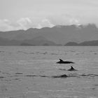 Delfine, Panama Coiba NP