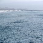 Delfine schwimmen mit Wellenreiter - Manhattan Beach in Los Angeles