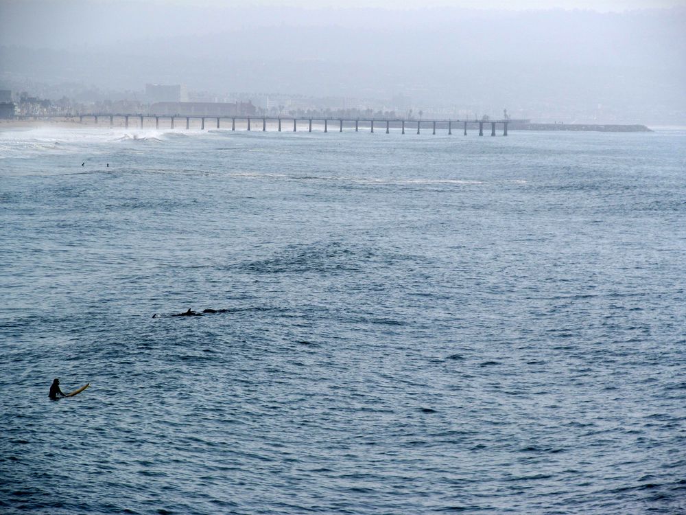 Delfine schwimmen mit Wellenreiter - Manhattan Beach in Los Angeles