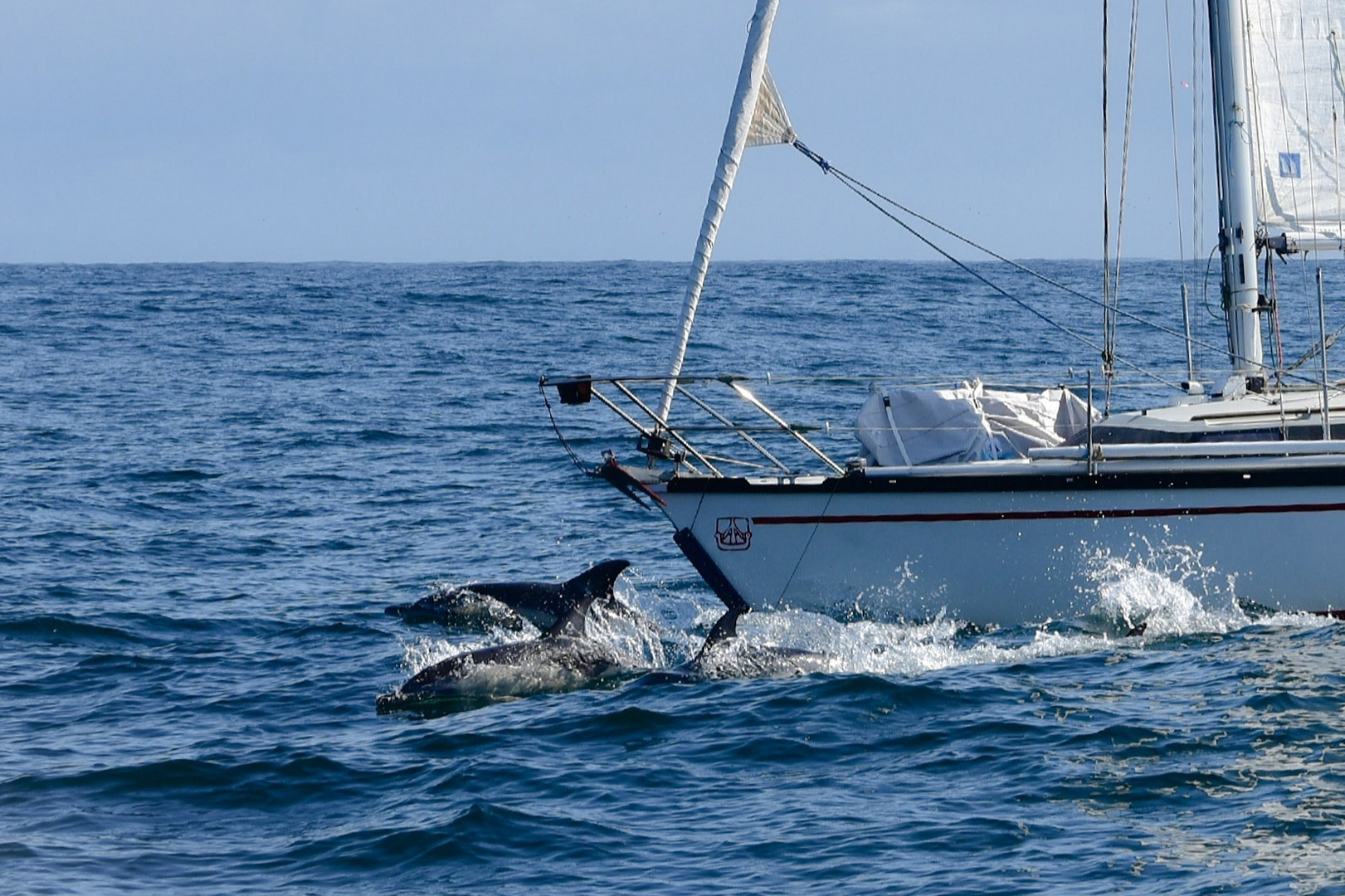 Delfine umspielen den Bug einer Segelyacht, Costa de la Muerte, Spanien 