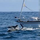 Delfine umspielen den Bug einer Segelyacht, Costa de la Muerte, Spanien 